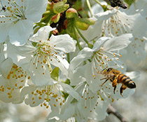 L'Ape una vita passata volando di fiore in fiore..